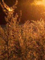 My Sweet Wife: The C