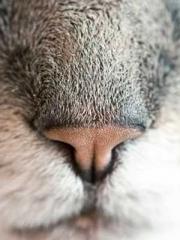 The Rough Man Hunter