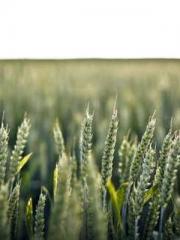 I have seven fairy g