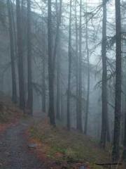 Becoming a solitary 