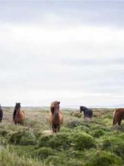 My pets are all amaz