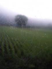 A Lifetime of Captiv