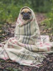 The generalapos;s yo