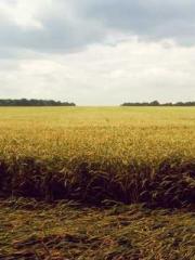 Yet, I became a powe