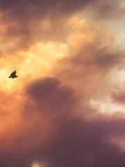 lt;Gingerly, Shen Qi